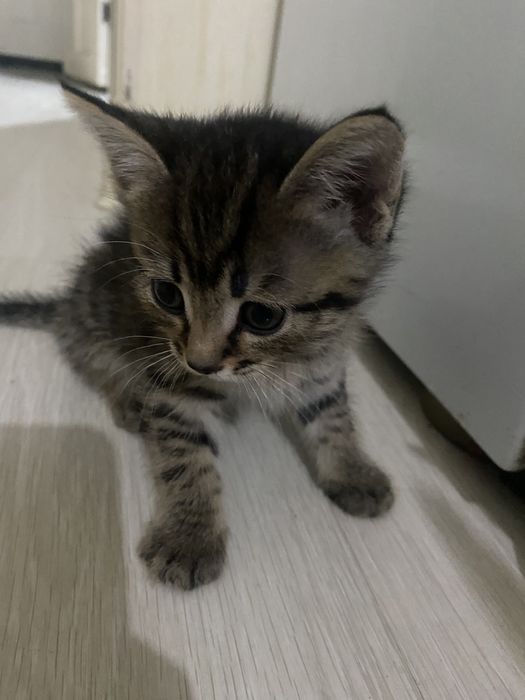 Отдам котят бесплатно