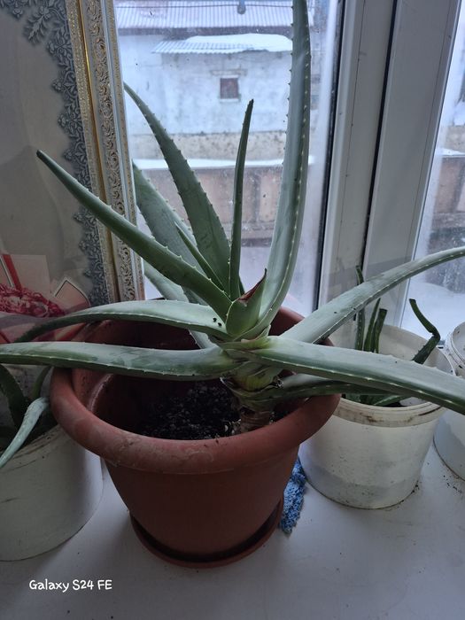 Алоэ вера лечебный