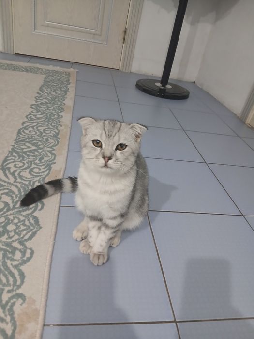 Котенок 6 месяцев