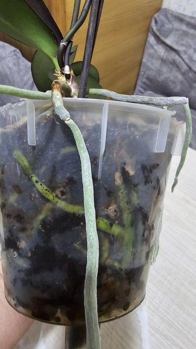 Орхидея Phal. White orchid