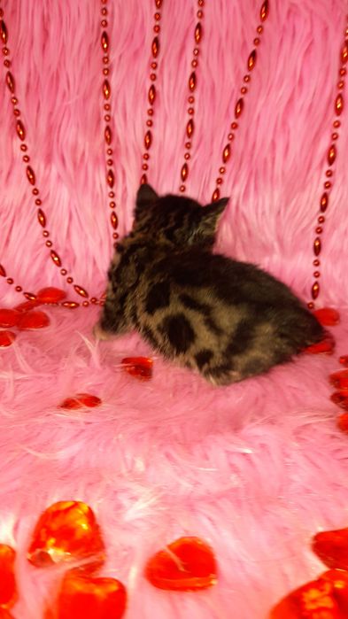 Бенгальская угольная девочка