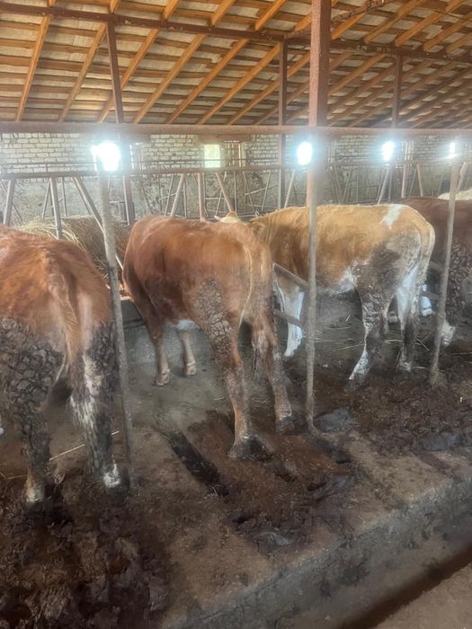 Тайынша телки жемде турган оптом