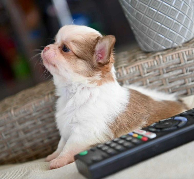 Мъжко дългокосместо мини чихуахуа