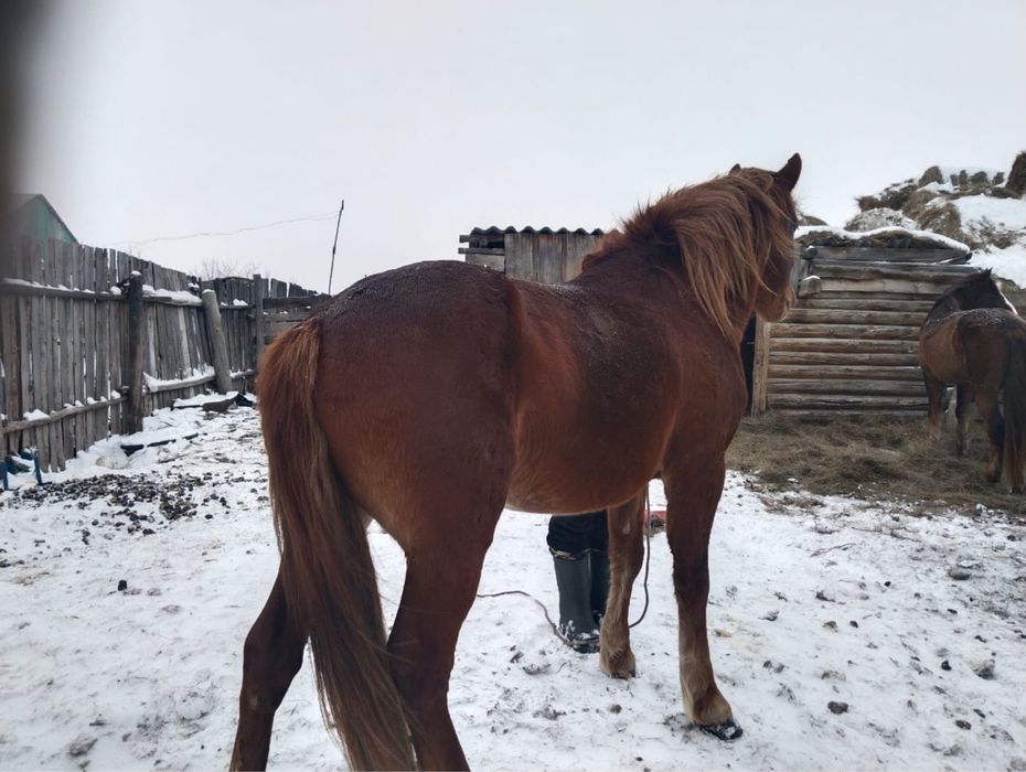 Айғыр 3,5 жаста.