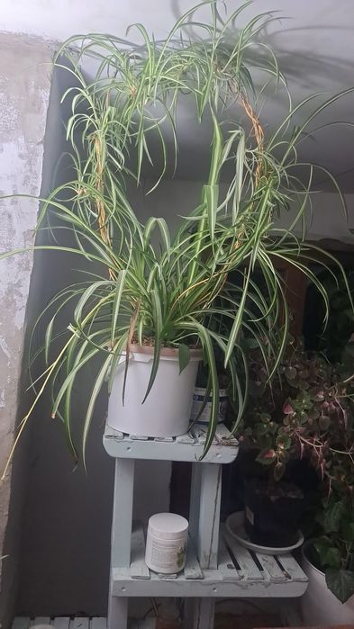 Цветы для уюта вашего дома