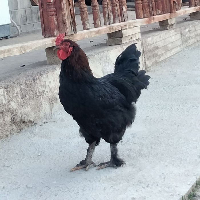 Қораздар әтештер