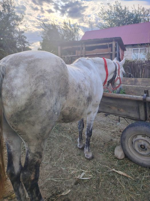 Vând iapă bună pentru muncile agricole