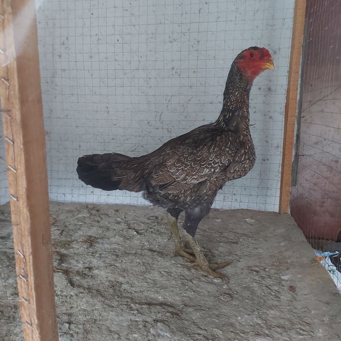 Ветнам Тохапей  крупный 4кг