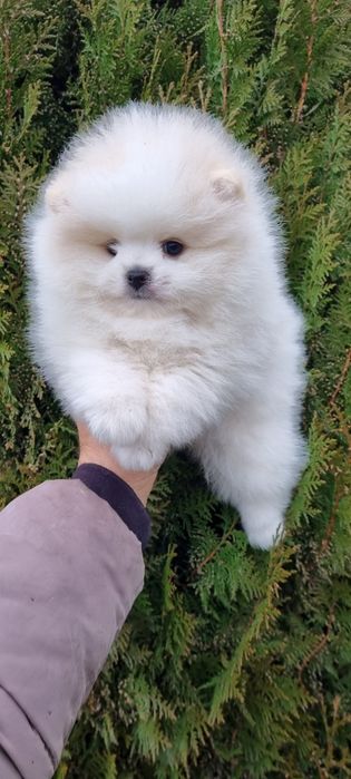 Мъжко мини померанче