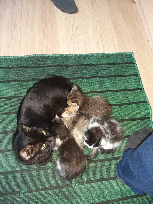 Крысоловы ищут дом