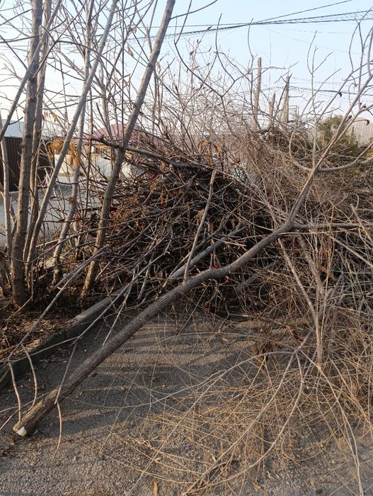 Отдаются бесплатно самовывоз