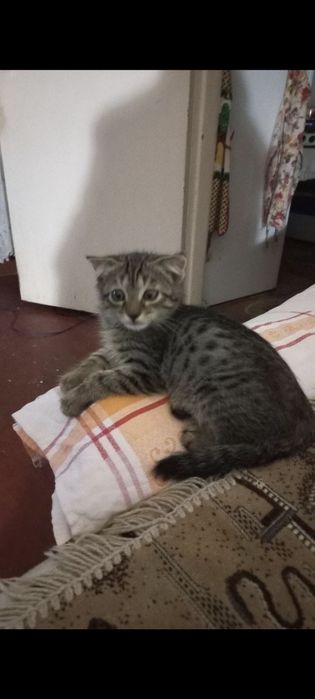 Котята 2мес, мальчик и девочка