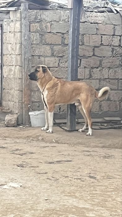 Казак тобет кушиктери