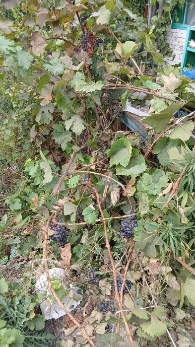 Продам дачу  2 данная на право
