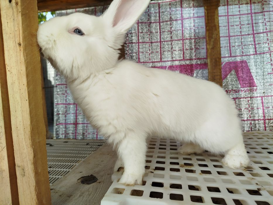 Vena Zumrad Közli Oq Quyoni Yani "Венский Белый" Sotiladi!!!