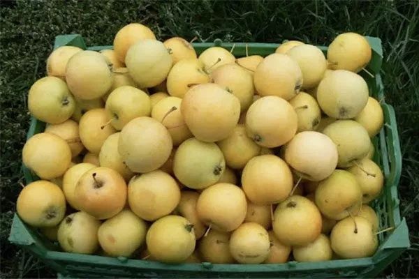 Продам яблоки Уралка