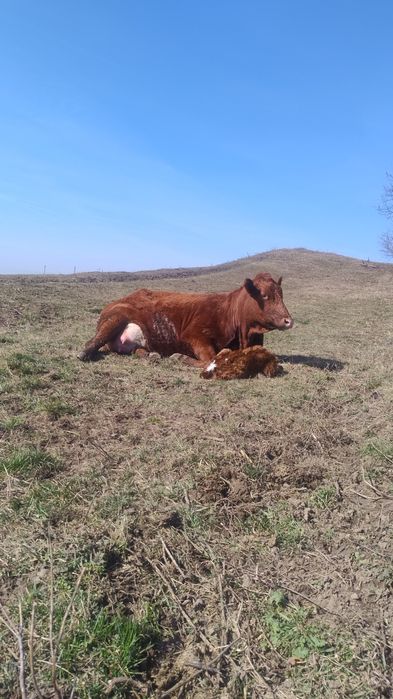 Juninci la prima fătare!!