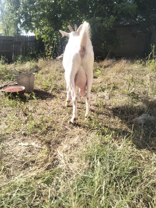 De vânzare capră sannen gestantă