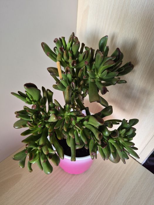 Crassula «Hobbit» (Крассула Хоббит)