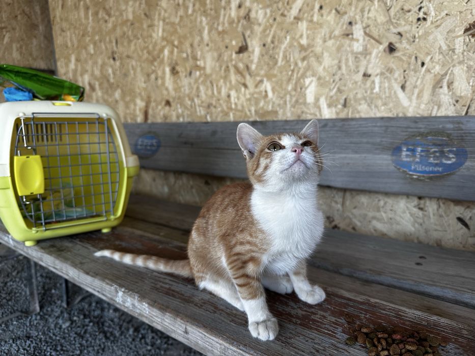 Котенок мальчик 3 месяца