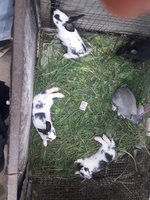 Продам крольчат!