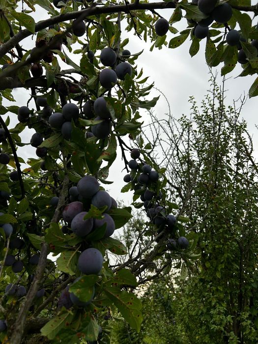 Prune Anna Späth