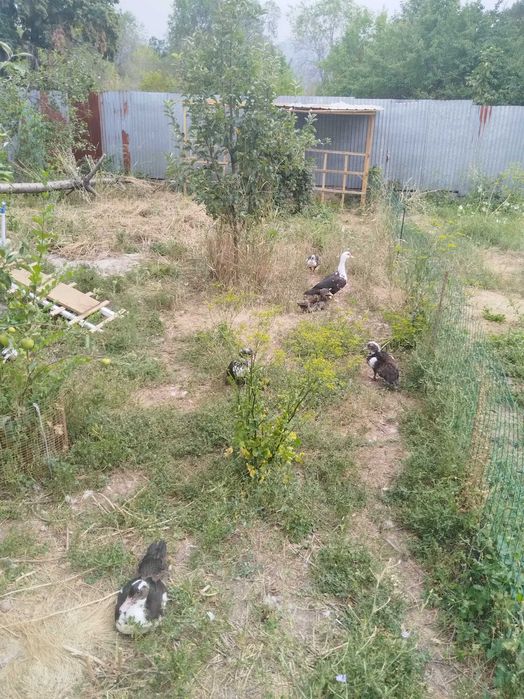 Продам  Индоуток