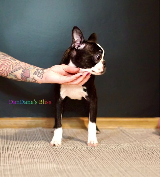 Boston Terrier cu pedigree - fetita