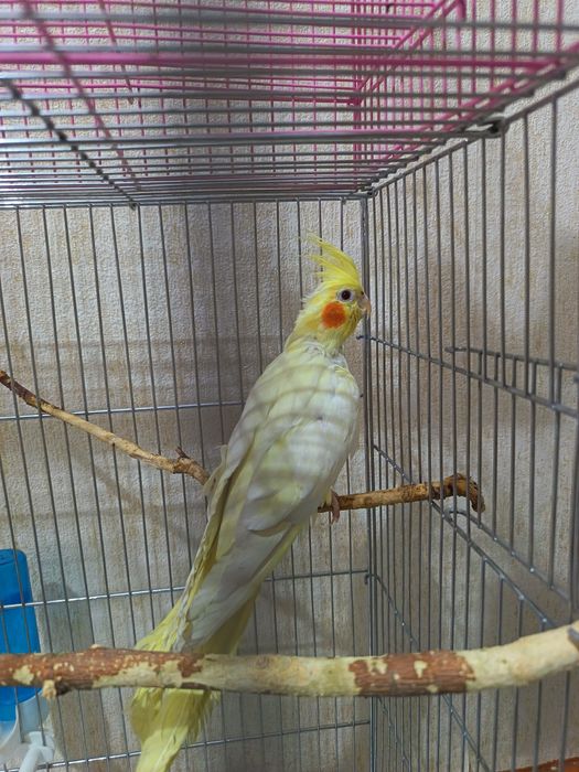 Папугай карелла готовая пара