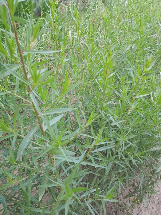 Tarhon, rozmarin, menta, patrunjel verde, feriga verde