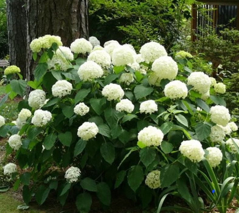 Цветы,    цветы.