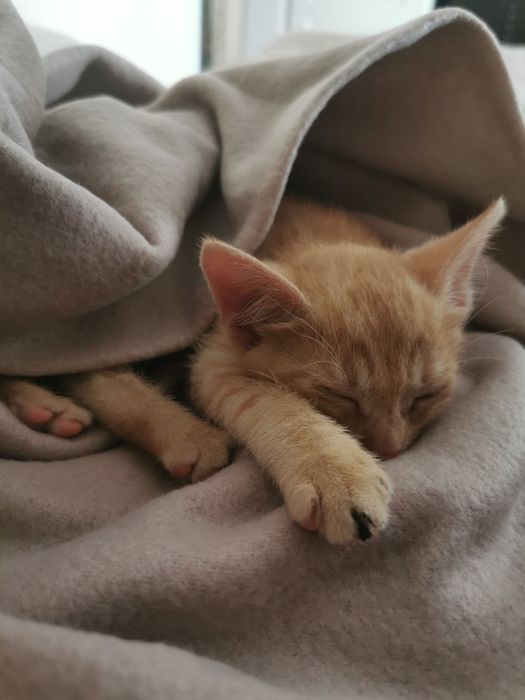 Donez motanel Garfield