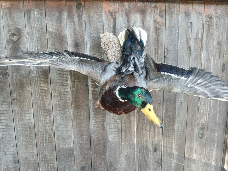 Препарирани птици