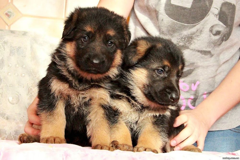 Щенки немецкой овчарки