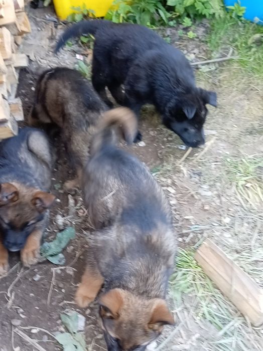 VVând căței din rasa Ciobănesc german