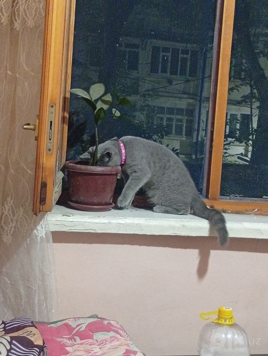 Mushuk sotiladi aqilli