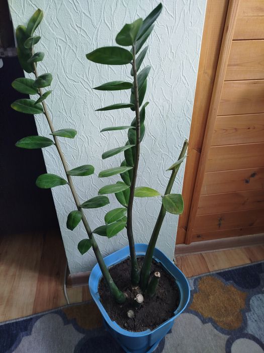 Продам замиакулькас