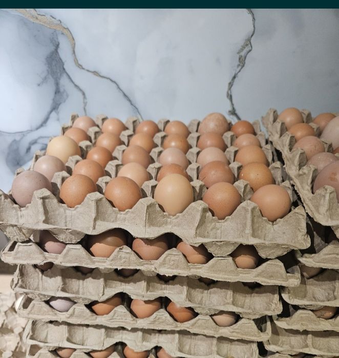 Продам домашние курсы ломан браун