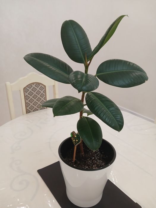 Фикус сатылымда.