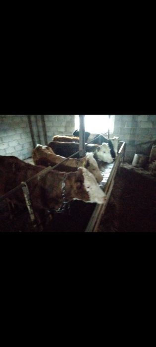 Сиыр бузаумен сатылады