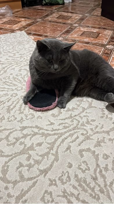 Пропал кот в районе 7 мкр