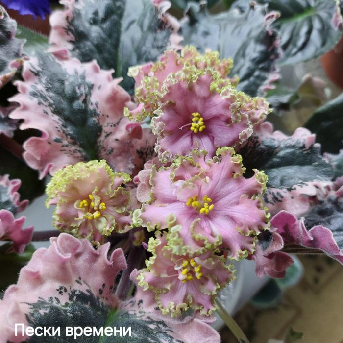 Фиалки сортовые черенки