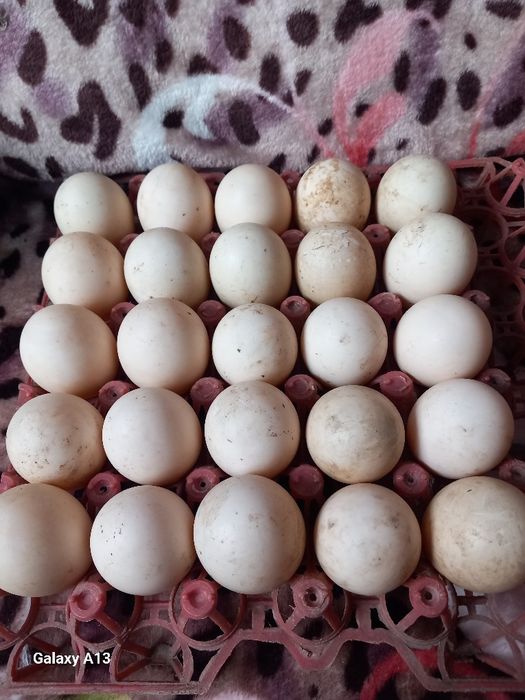 Oua de rațe mute pentru incubat