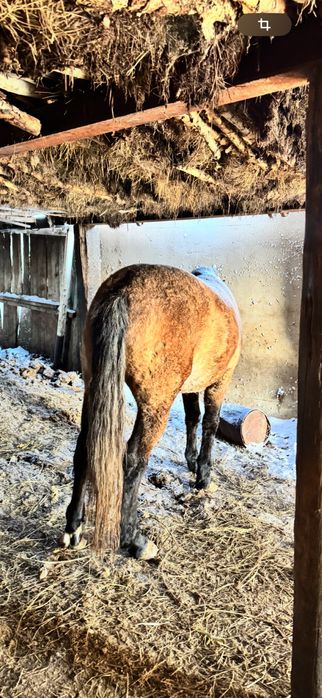 Продам лошадь жылкы Соғым откорм