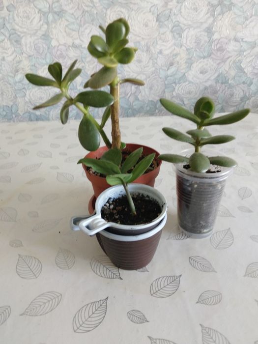 Продам денежное дерево
