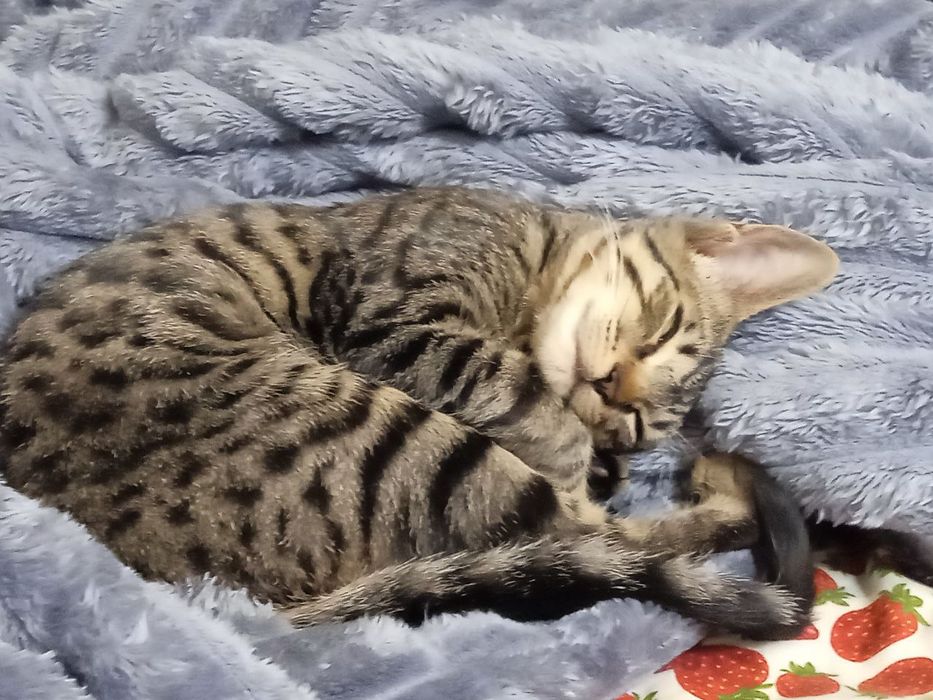 Кошка в добрые руки