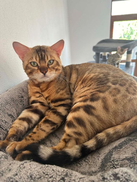 Бенгалски котета