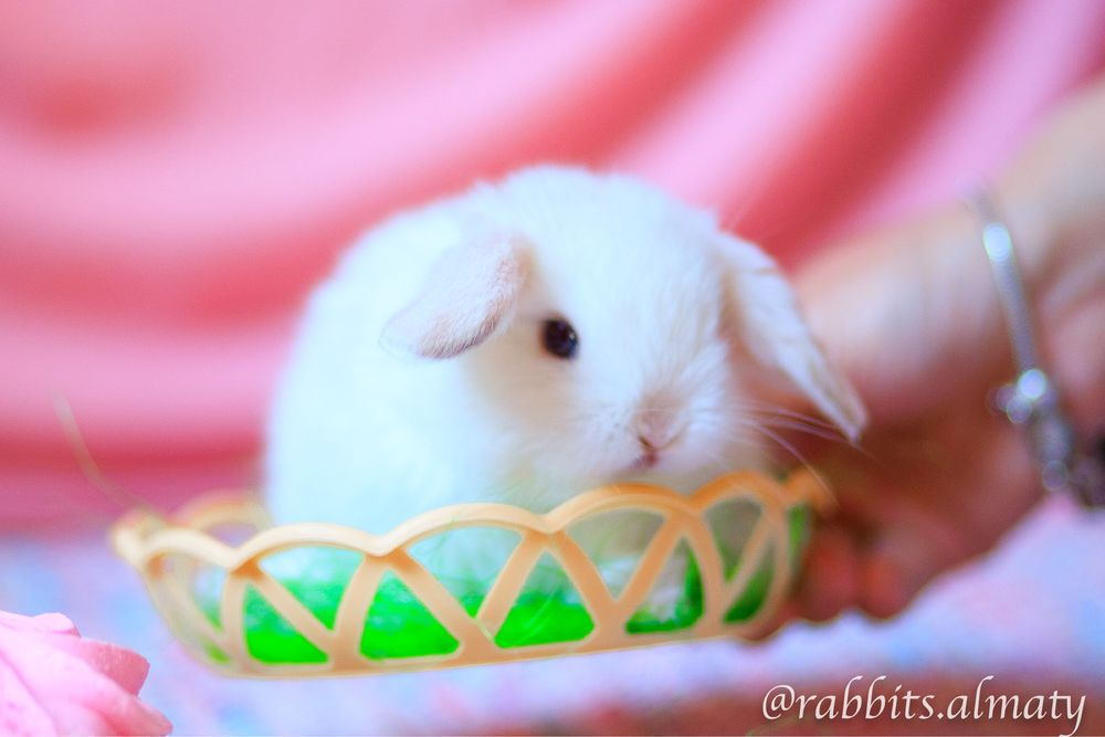 Кролики вислоухие питомник