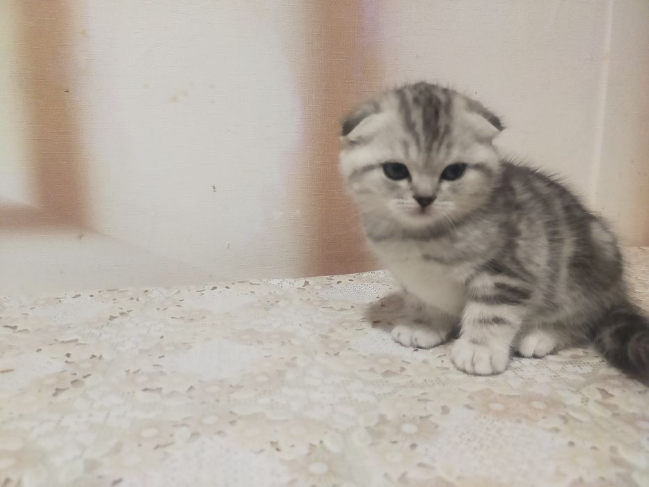 Продам котят.25000тен.