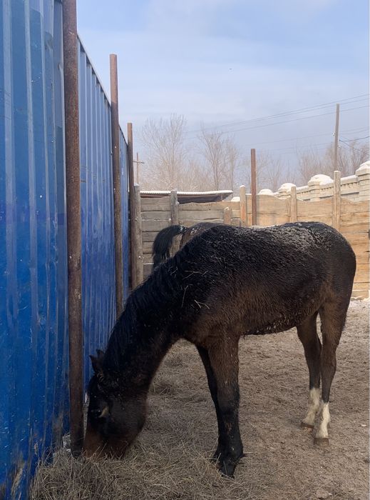 Продам лошадей упитанных 520000 тг